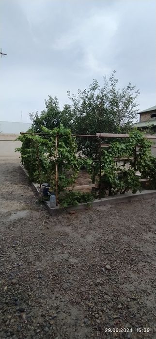 Hovli sotiladi6 sotix