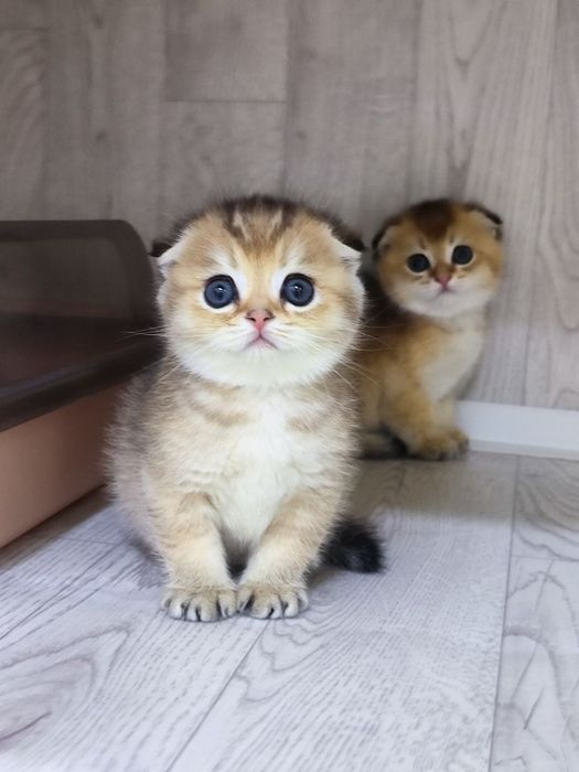 Продаются котята