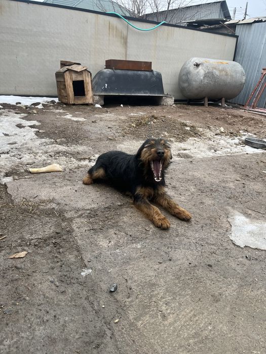 Продам ягдтерьер