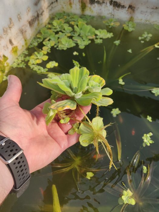 Plante pentru iaz aloe de apă, pistia