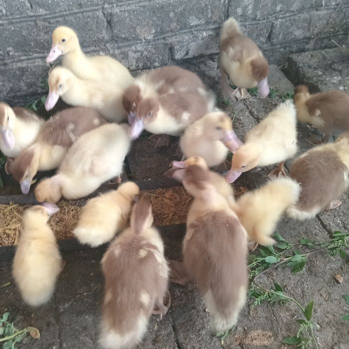 Продам индоутят.