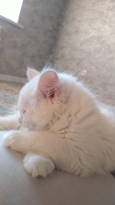 Турецкая ангора кот