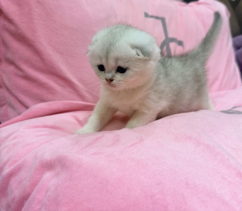 Шотланский скоттиш фолд ! Шиншилла серебро!