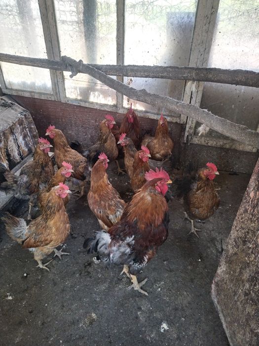 Продам разных пород кур