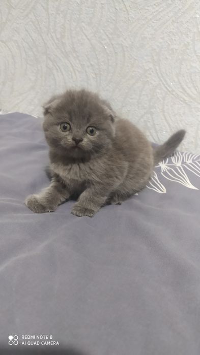 Шотландские Вислоухие котята Фолд