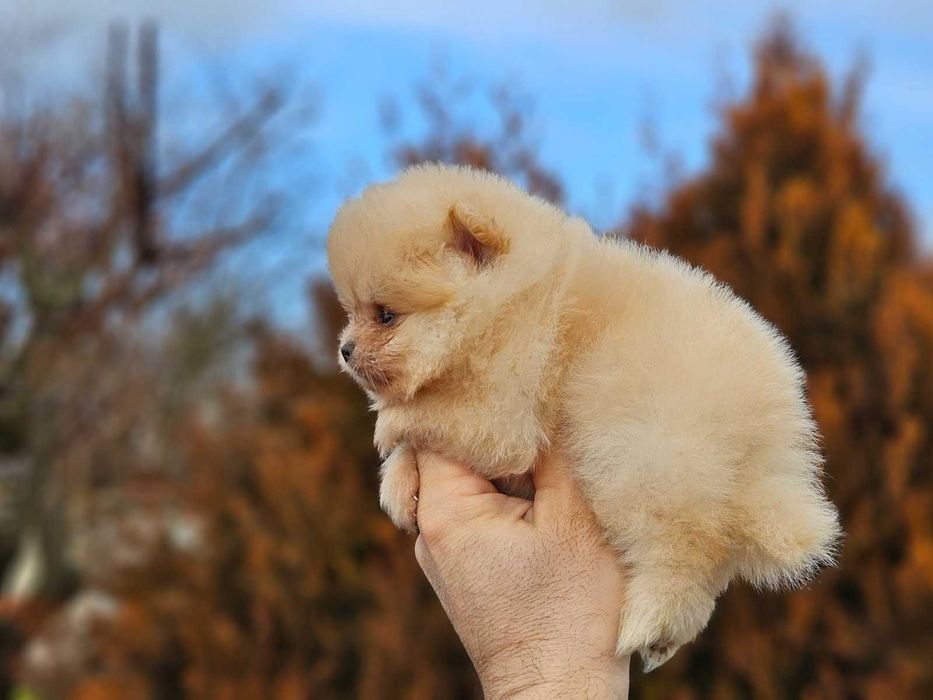 Померан мини продавам мъжко