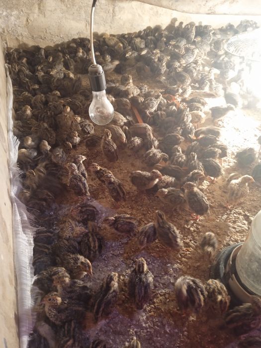 Бедана япон манжур