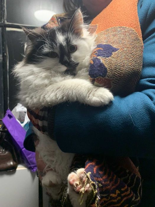 Подаряваме котенца