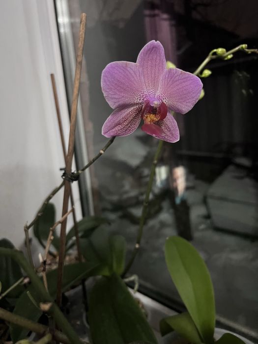 Орхидея цветущая 5000 тг