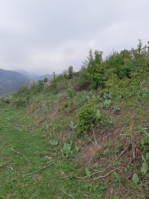 продам  сад срочно