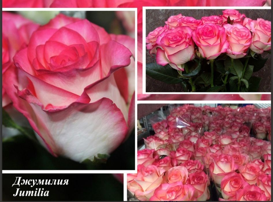 Atirgul biznesi bo'yicha ko'chatlla sotamiz