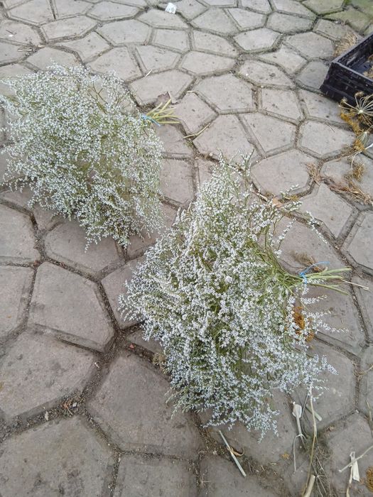 Vând buchete de statica albă