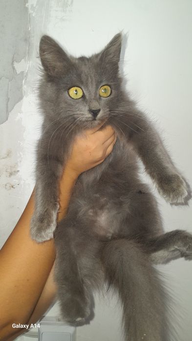 Отдам кошек бесплатно