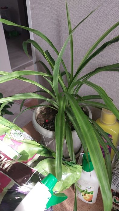 Продам цветы от 3000тг-6000