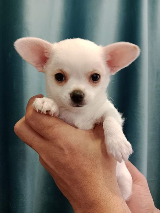 Чихуахуа мальчики 2 месяца.