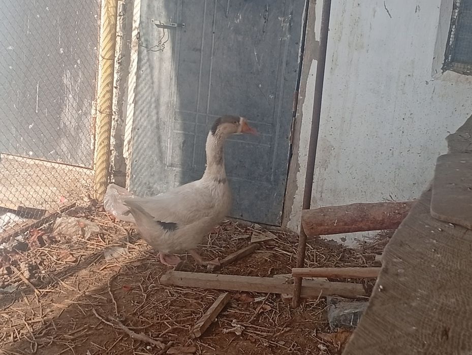 Каз (Гусь)Линда сатылады