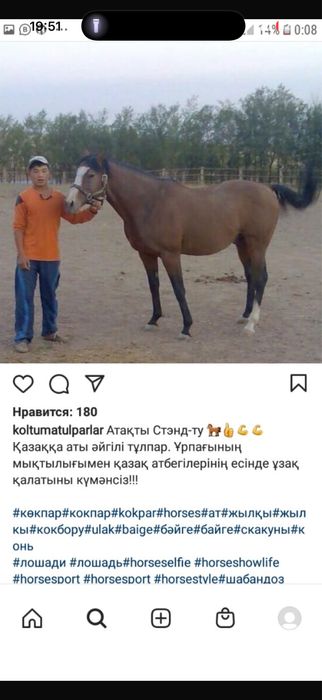 англо араб жеребчик