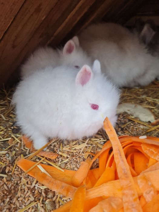 Iepurași cap de leu