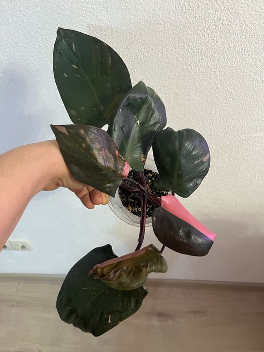 Филодендрон розовая принцесса