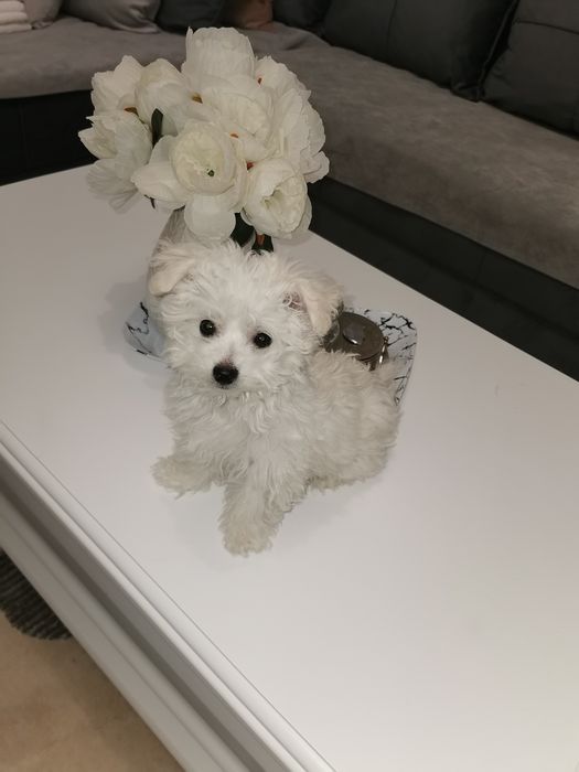 Bichon Bolognese talie toy