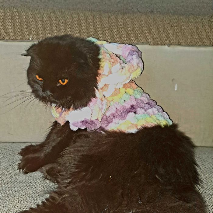 Вязка кот скотишфолд