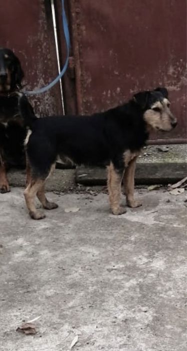 Caine Jagd terrier pentru vantoare de misteti.