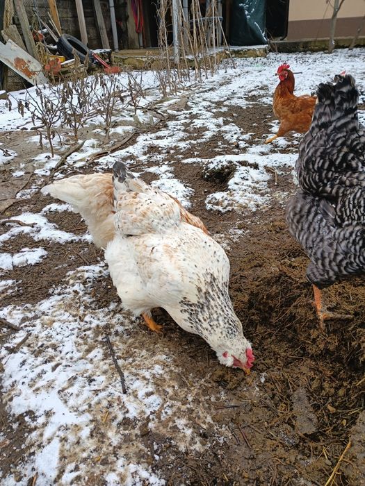 Оплодени яйца от домашни кокошки