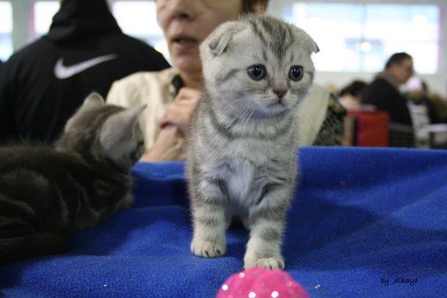 Yuliya Kuvarzina porno