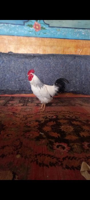 Қораздар сатылады шөже.