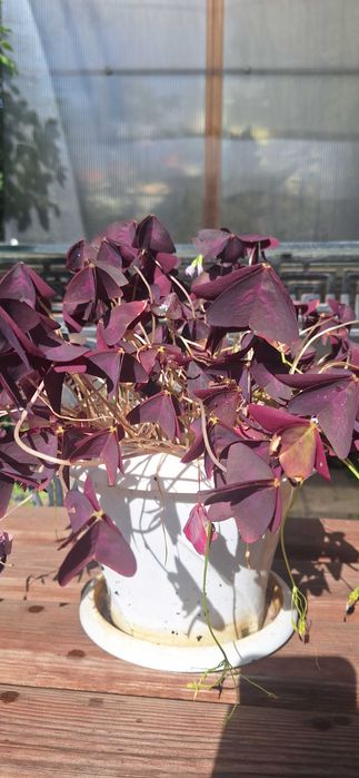 Продается кислица