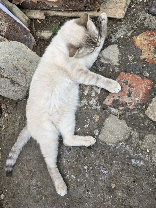 Отдам в добрые руки кота