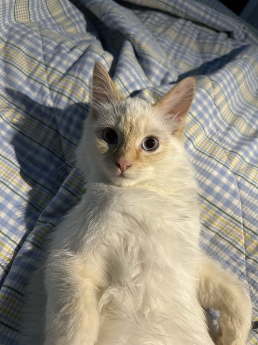 Отдам котенка(девочка,4-5 месяцев)