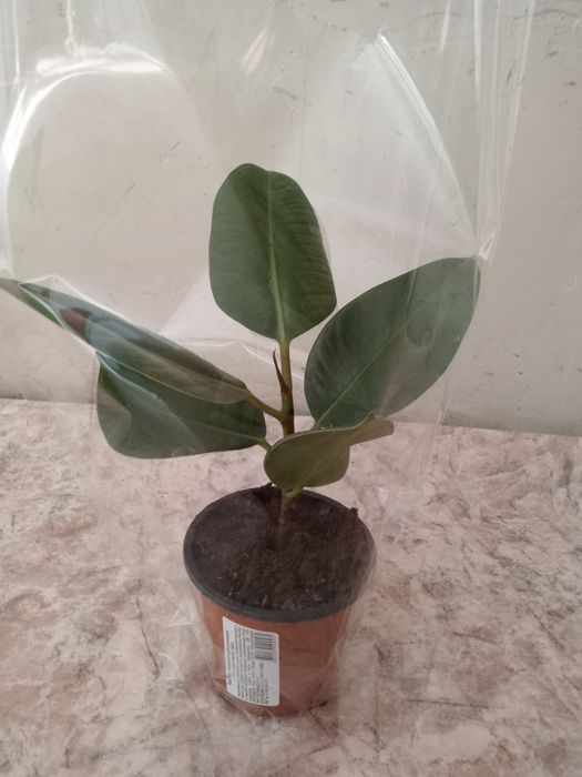 Продам фикус  3.000тг