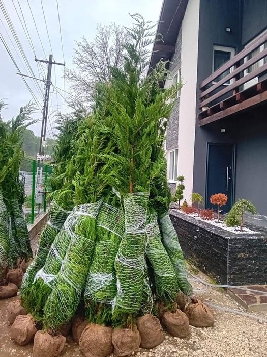 Leylandii Chiparos