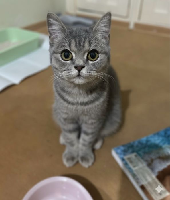 Жабайы Джек жыныстық таблетка ойыны