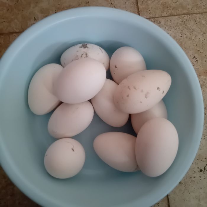 Vând oua gasca alba și gaina