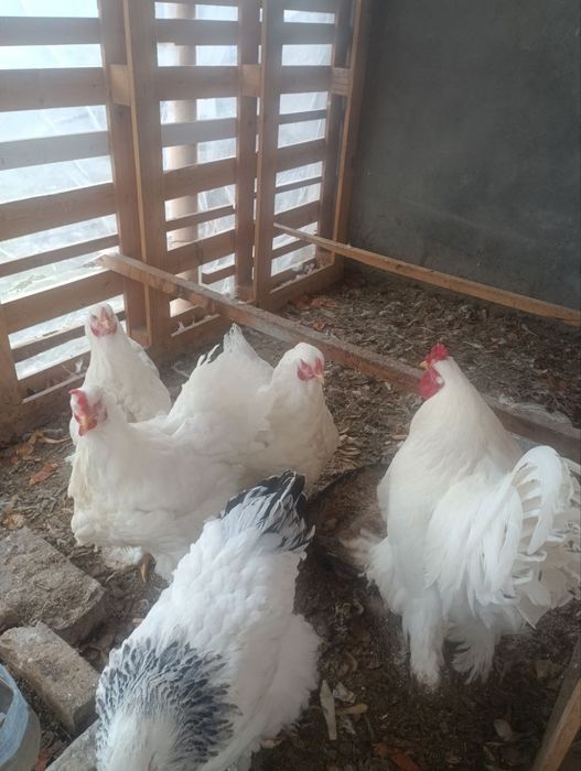 Birama tovuq xorozlari