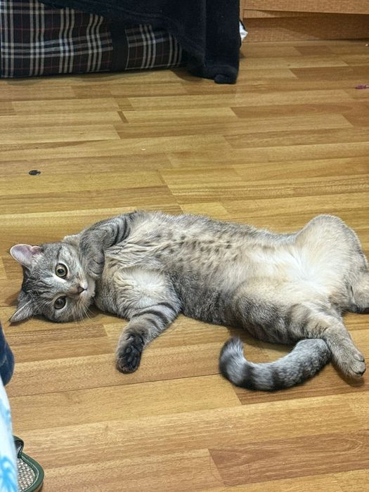 Кошка шотладская