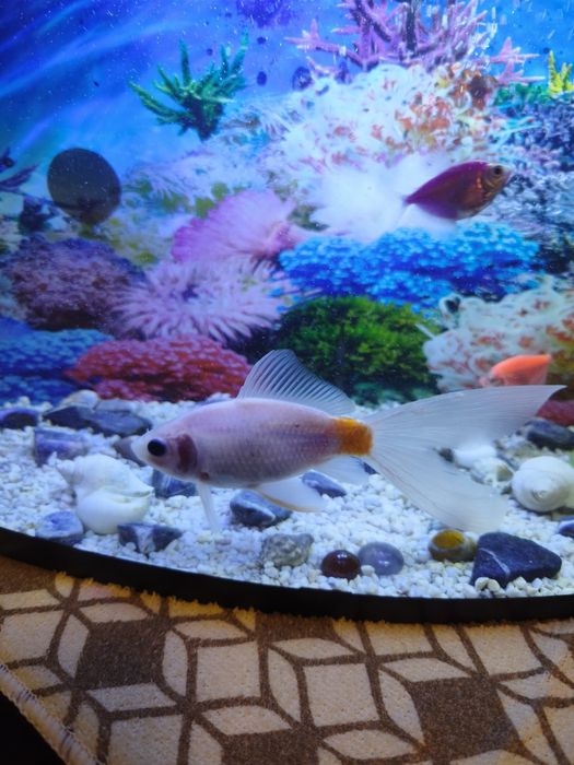 Золотые рыбки продам