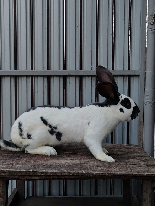 Mascul Fluture German