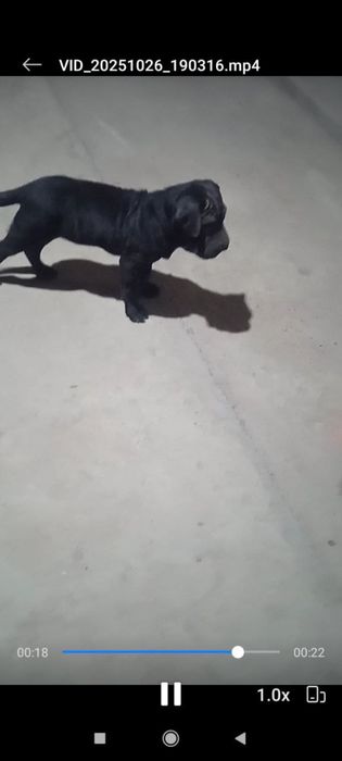 Zottor kuchuk bolasi