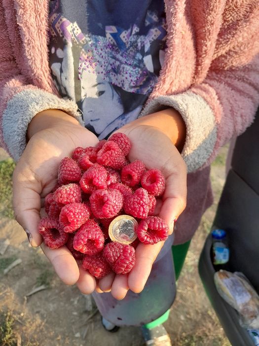 Уникален целогодишен расад