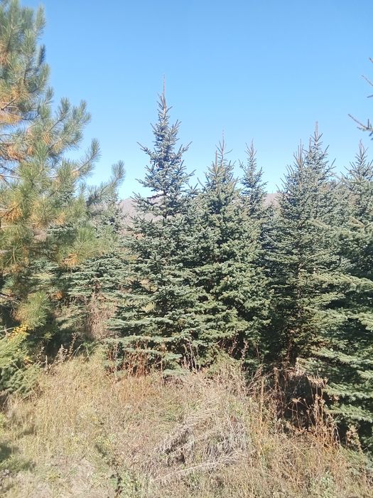 Ёлки голубые сизые