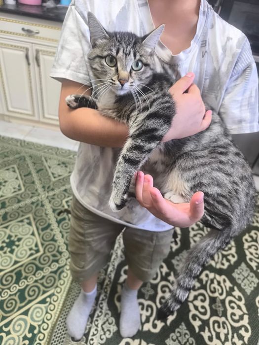 Кавказский авчерка