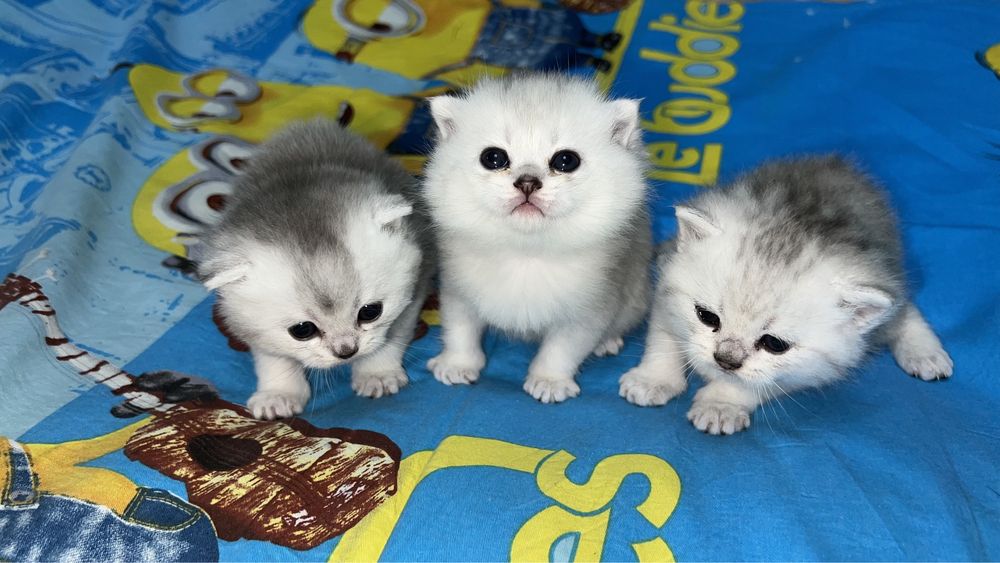 Вязка хизмати !!! Симба  киз мушулани свиданияга таклиф килади