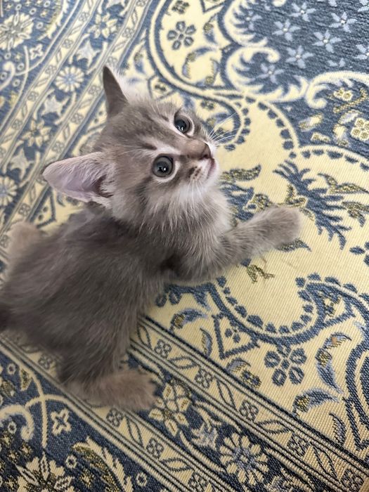 мысықтар 2 еу платный