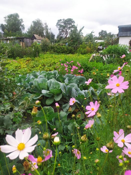 Продам дачу с баней в  СТ  Борки