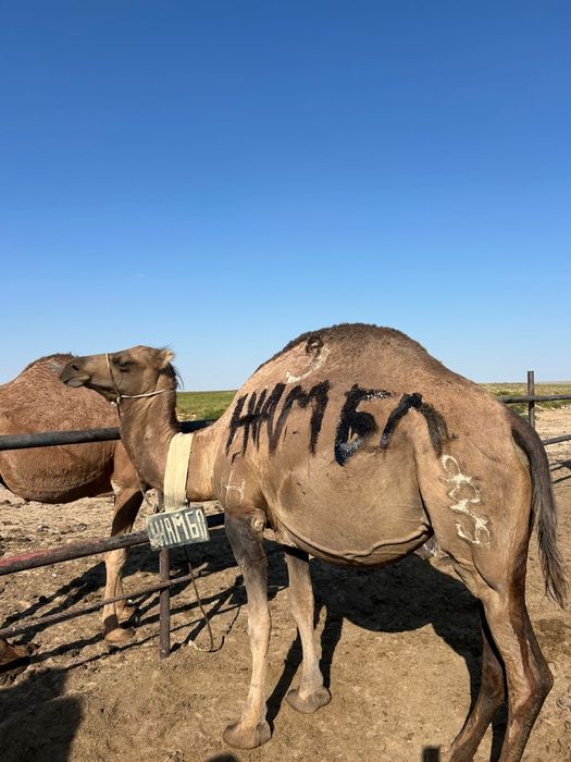 Буаз түйелер сатылады.