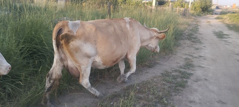 Продаются коровы