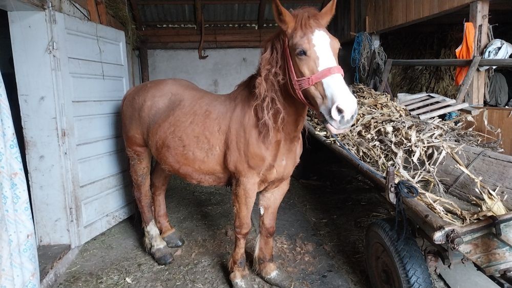 De vânzare iapa ...